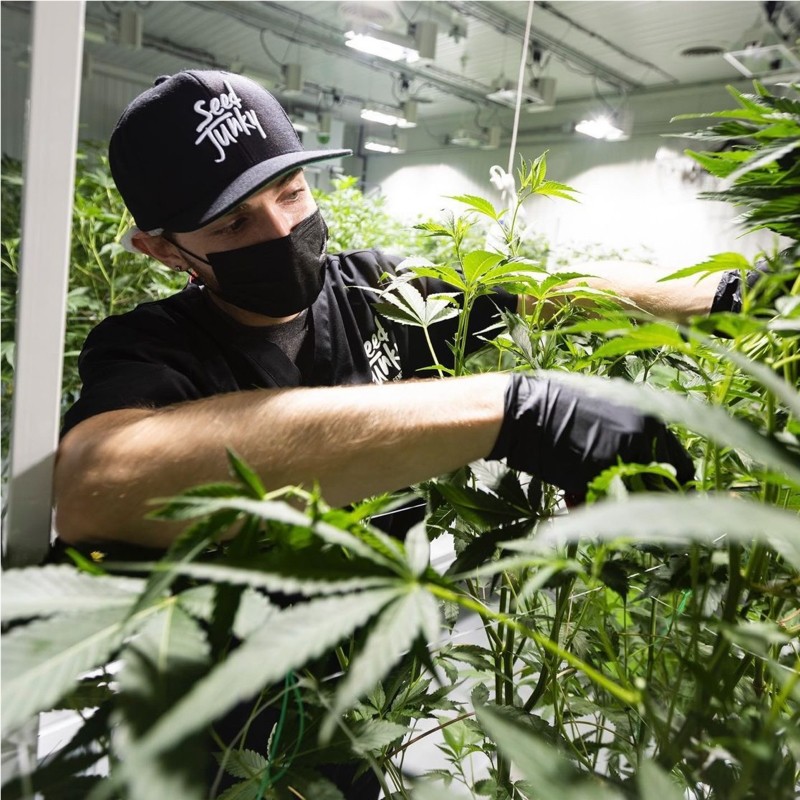 Seed junky vs berner 