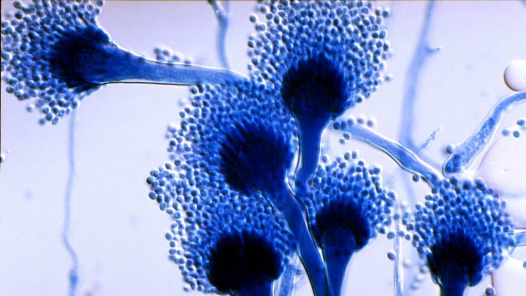 Oregon Aspergillus Testing