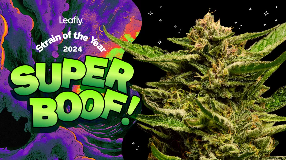 Super Boof Named Leafly Strain of the Year 2024