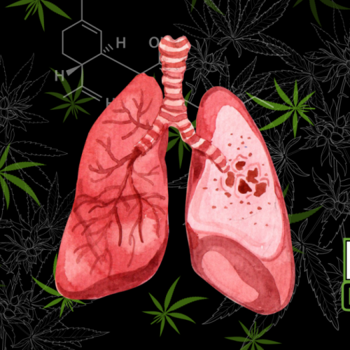 How Does Smoking Weed Affect Lung Disease? A Fresh Look at New Research