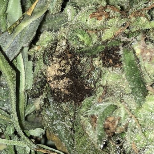 Oregon Halts Aspergillus Testing: A Risk to Public Health?