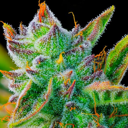 MEET CBG: THE SUPERCHARGED CANNABINOID YOU’VE NEVER HEARD OF