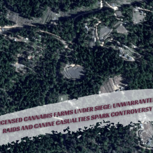 Controversy Erupts Over Raids on Licensed Cannabis Farms, Canine Casualties