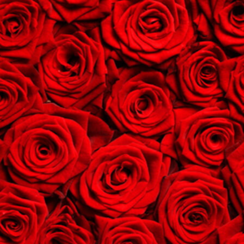 Discover the Perfect Marijuana Strains for a Romantic Valentine’s Day Celebration