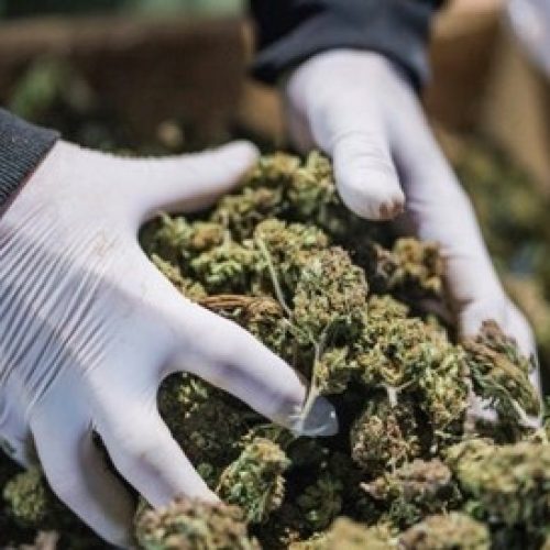Adastra Holdings Slapped with Lawsuit: Shareholder Claims Misleading Cocaine Sales Information