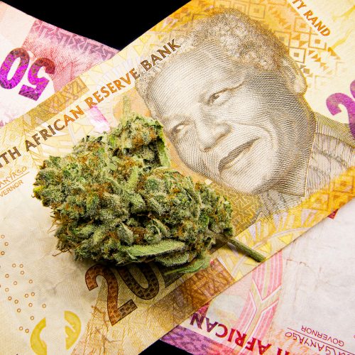 medicinal cannabis shot on money on a black background
