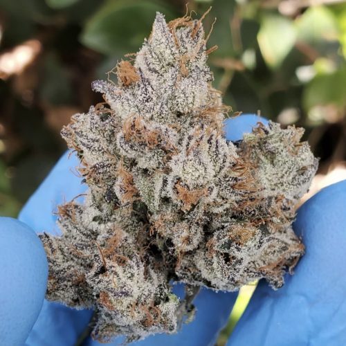 Elephants 41: The Luxurious Cannabis Strain Taking Social Media by Storm