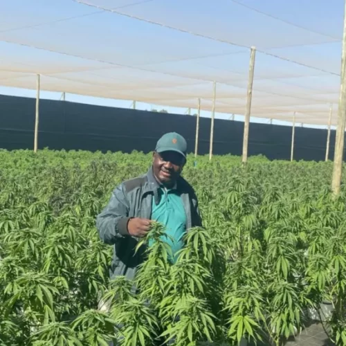 Limpopo Cannabis Farmer Mpho Makhado Eyes European Market