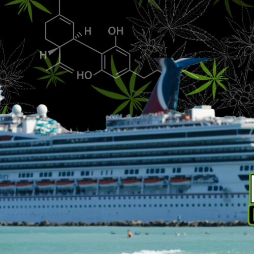 Drug Detection Dogs: Carnival Cruises’ Cannabis Strategy