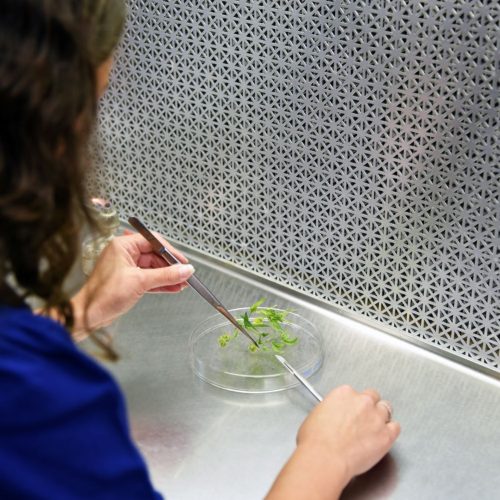 Jessica Lubell-Brand of the Department of Plant Science and Landscape Architecture studies cannabis plants and seeds in a lab at the Agricultural Biotechnology Laboratory. July 29, 2021. (Jason Sheldon/UConn Photo)