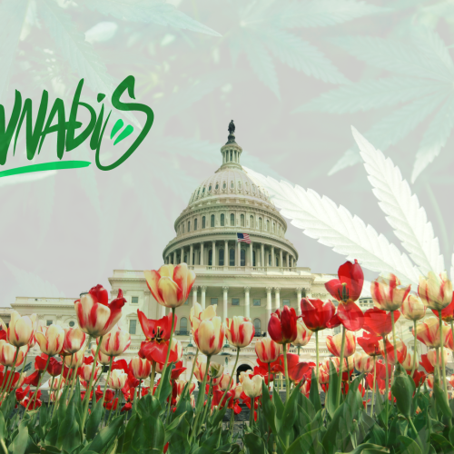 D.C.’s Marijuana Gifting Dispensaries Emerge from Legal Gray Area Thanks to New Law