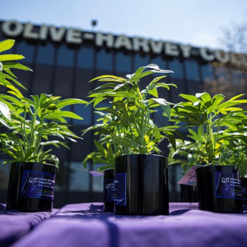 Olive-Harvey College Hemp House