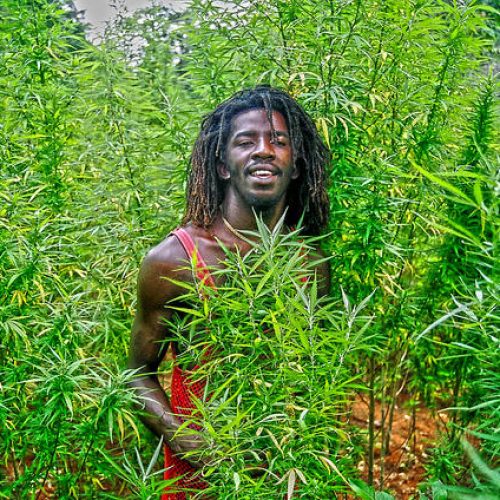Jamaica sends legal shipment of cannabis to Canada