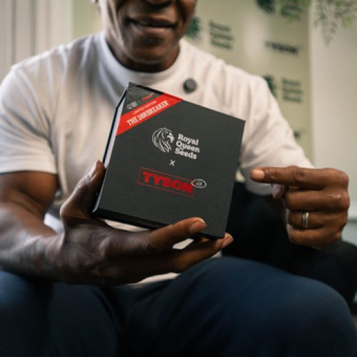 TYSON 2.0 & Royal Queen Seeds Release Jawbreaker Collector’s Box