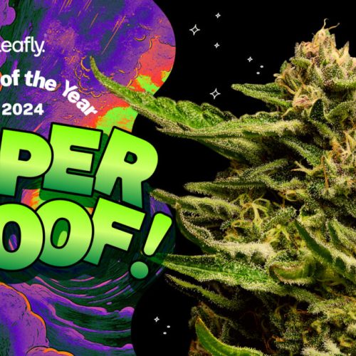 Super Boof Named Leafly Strain of the Year 2024