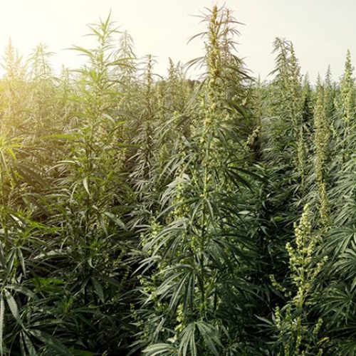 Lawmakers And Advocates React To Historic Passage Of Bill To End Federal Marijuana Prohibition